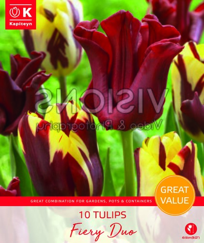 Tulip Fiery Duo Promo Pack