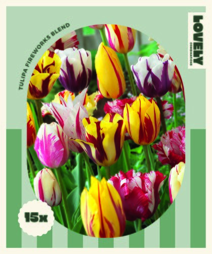 Tulip Fireworks Blend Combi Pack