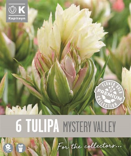 Tulip Fosteriana Mystery Valley