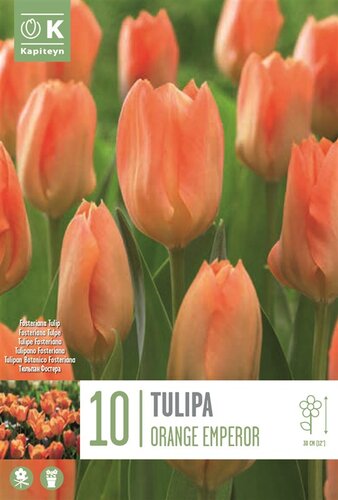 Tulip Fosteriana Orange Emperor