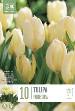 Tulip Fosteriana Purissima