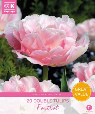 Tulip Foxtrot Promo Pack