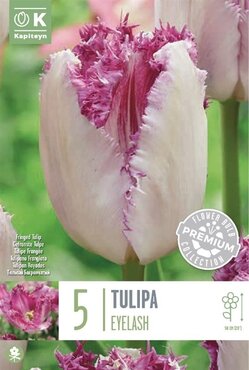 Tulip Fringed Eyelash