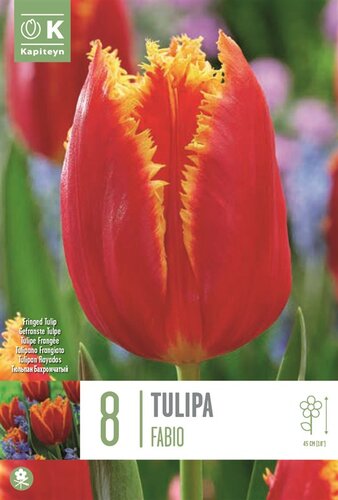 Tulip Fringed Fabio