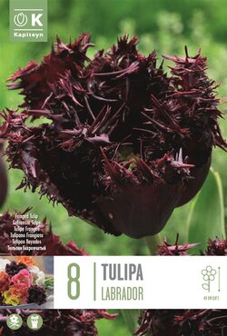 Tulip Fringed Labrador