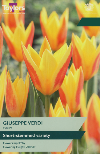 Tulip Giuseppe Verdi