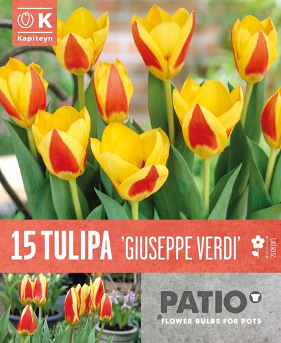 Tulip Giuseppe Verdi Patio Pack