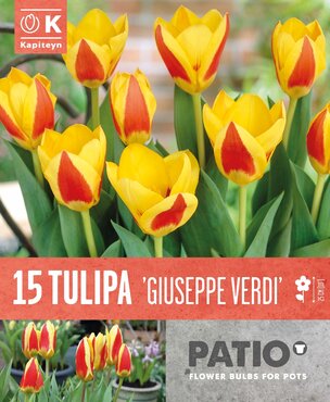 Tulip Giuseppe Verdi Patio Pack