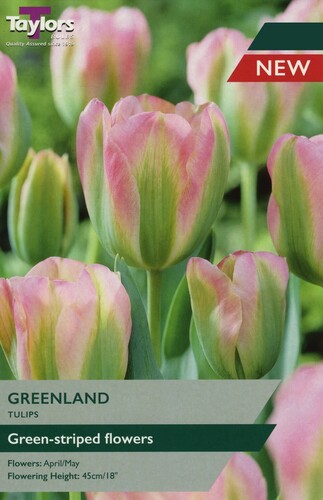 Tulip Greenland x 7