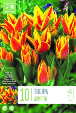 Tulip Greigii Winnipeg x 10