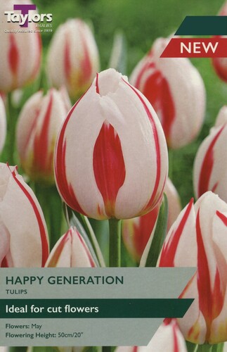 Tulip Happy Generation x 7