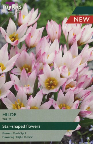 Tulip Hilde x 7
