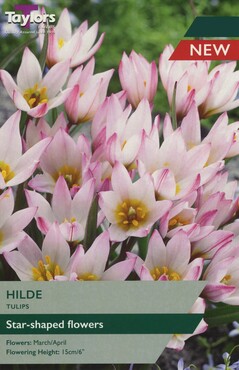 Tulip Hilde x 7