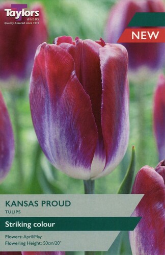 Tulip Kansas Proud x 7