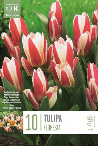 Tulip Kaufmanniana Floresta
