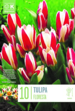 Tulip Kaufmanniana Floresta x 10