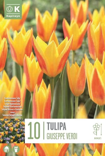 Tulip Kaufmanniana Giuseppe Verdi