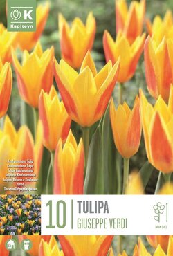 Tulip Kaufmanniana Giuseppe Verdi