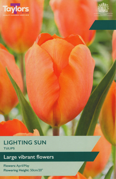 Tulip Lighting Sun