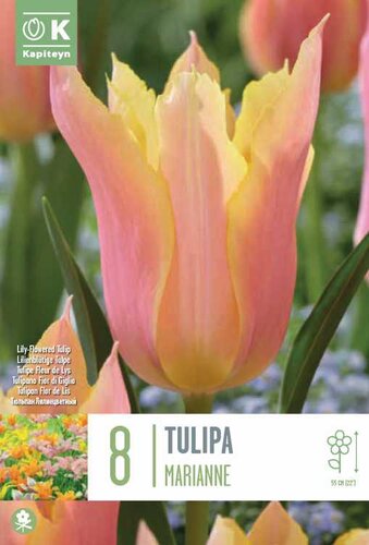 Tulip Lily Flowered Marianne