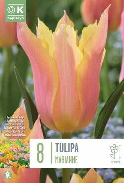 Tulip Lily Flowered Marianne