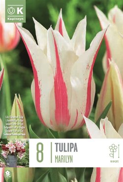 Tulip Lily Flowered Marilyn