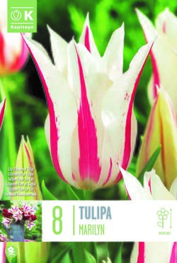 Tulip Lily Flowered Marilyn x 8