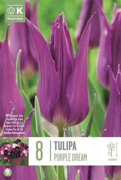Tulip Lily Flowered Purple Dream
