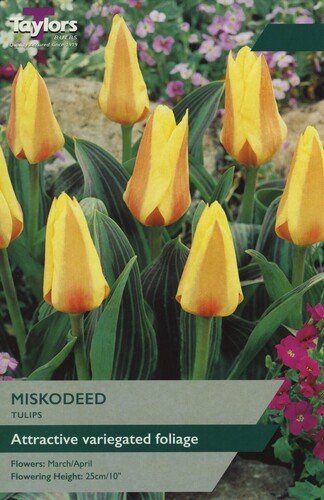 Tulip Miskodeed x 9