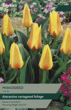 Tulip Miskodeed x 9