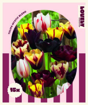 Tulip Mystic Blend Combi Pack
