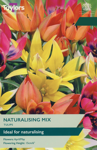 Tulip Naturalising Mix
