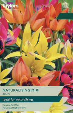 Tulip Naturalising Mix