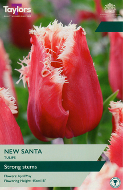 Tulip New Santa