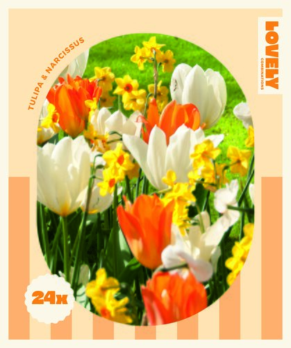 Tulip Orange/White & Narcissus Yellow/Orange Combi Pack