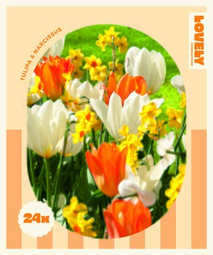 Tulip Orange/White & Narcissus Yellow/Orange Combi Pack