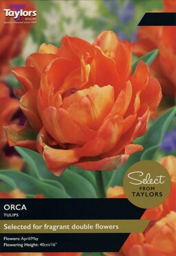 Tulip Orca x 8