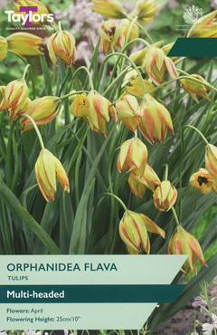 Tulip Orphanidea Flava
