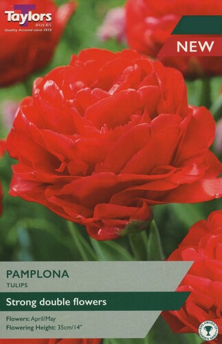 Tulip Pamplona x 7