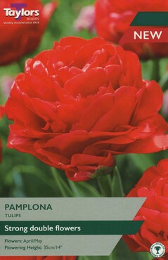 Tulip Pamplona x 7