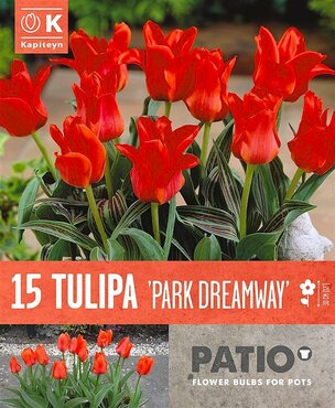 Tulip Park Dreamway Patio Pack