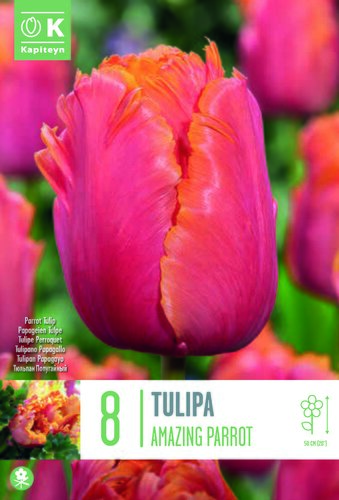 Tulip Parrot Amazing Parrot