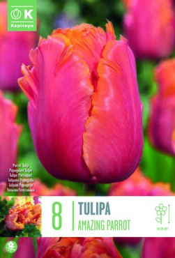 Tulip Parrot Amazing Parrot