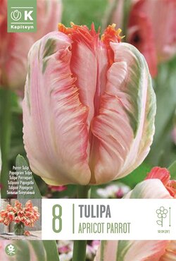 Tulip Parrot Apricot Parrot