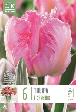 Tulip Parrot Elsenburg