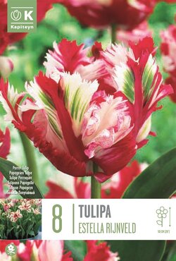 Tulip Parrot Estella Rijnveld