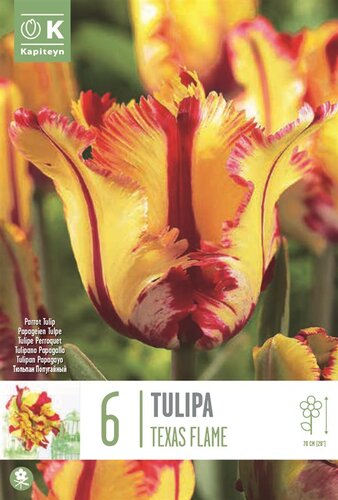 Tulip Parrot Texas Flame