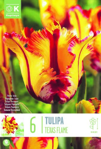 Tulip Parrot Texas Flame x 6