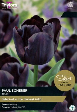 Tulip Paul Scherer