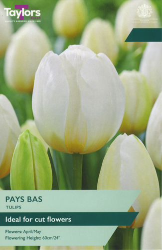 Tulip Pays Bas